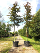 Online-Versteigerung Bomen, hagen en sierheesters Kwekerij de Koekoek