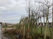 Vente aux enchères en ligne Fruit-, laan-, sierbomen en struiken wegens overname