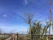 Vente aux enchères en ligne Fruit-, laan-, sierbomen en struiken wegens overname