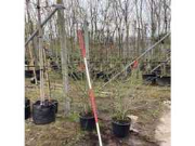 Online veiling Fruit-, laan-, sierbomen en struiken wegens overname