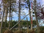 Online veiling Fruit-, laan-, sierbomen en struiken