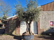 Online auction Mediterrane palmen, olijfbomen, fruitbomen en planten