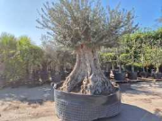Online-Versteigerung Mediterrane palmen, olijfbomen, fruitbomen en planten