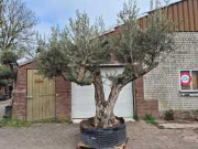 Online-Versteigerung Mediterrane palmen, olijfbomen, fruitbomen en planten