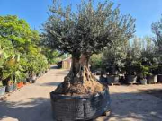 Online-Versteigerung Mediterrane palmen, olijfbomen, fruitbomen en planten