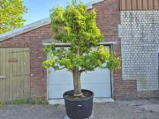 Vente aux enchères en ligne Mediterrane palmen, olijfbomen, fruitbomen en planten