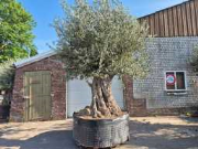 Online auction Mediterrane palmen, olijfbomen, fruitbomen en planten