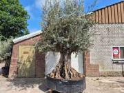 Vente aux enchères en ligne Mediterrane palmen, olijfbomen, fruitbomen en planten