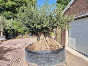 Online veiling Mediterrane palmen, olijfbomen, fruitbomen en planten