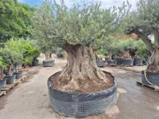 Online-Versteigerung Mediterrane palmen, olijfbomen, fruitbomen en planten