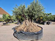 Online veiling Mediterrane palmen, olijfbomen, fruitbomen en planten