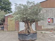 Online veiling Mediterrane palmen, olijfbomen, fruitbomen en planten