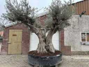 Vente aux enchères en ligne Mediterrane palmen, olijfbomen, fruitbomen en planten