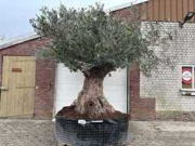 Online veiling Mediterrane palmen, olijfbomen, fruitbomen en planten