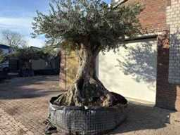 Online veiling Mediterrane palmen, olijfbomen, fruitbomen en planten