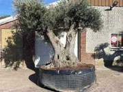 Vente aux enchères en ligne Mediterrane palmen, olijfbomen, fruitbomen en planten