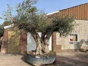 Online-Versteigerung Mediterrane palmen, olijfbomen, fruitbomen en planten