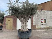 Online auction Mediterrane palmen, olijfbomen, fruitbomen en planten