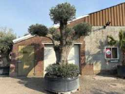 Online-Versteigerung Mediterrane palmen, olijfbomen, fruitbomen en planten