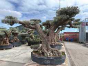 Vente aux enchères en ligne Mediterrane palmen, olijfbomen, fruitbomen en planten