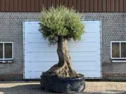 Online veiling Mediterrane palmen, olijfbomen, fruitbomen en planten