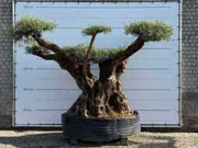 Online-Versteigerung Mediterrane palmen, olijfbomen, fruitbomen en planten