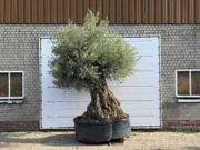 Online auction Mediterrane palmen, olijfbomen, fruitbomen en planten
