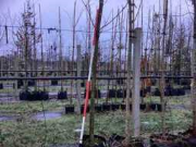 Online veiling Opruiming van Fruit-, laan-, sierbomen en struiken vanwege bedrijfsovername