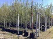 Online auction Opruiming van fruit- sier- en laanbomen in verband met overname