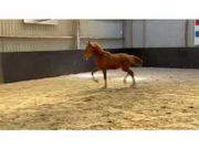 Vente aux enchères en ligne Paarden, paardenwagens en benodigdheden