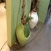 Online veiling Passiflora