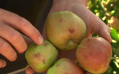 Belgische hardfruitsector verliest minstens 50% door noodweer