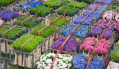 Bloemenexporteur Ciccolella balanceert op rand van faillissement