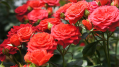 Bloemenzaak Mille Fleurs maakt doorstart