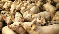Brabantse varkensboeren hebben het moeilijk