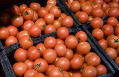 Brabantse woede om Russische tomatenboycot