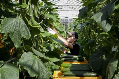 Commissie: 150 miljoen voor tuinders