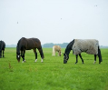 Definitief faillissement dreigt voor manege De Vossenberg