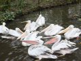 Dierenpark Wissel in Epe failliet