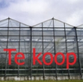 ’Eén op tien Oostlandse tuinders in zwaar weer'