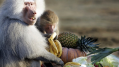 Eigenaar dierenpark Zoo Parc in Overloon failliet verklaard, park blijft voorlopig open