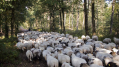 Failliete schaapskudde van Veluwe naar slachthuis