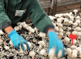 FNV Bondgenoten niet rouwig bij faillissement Prime Champ