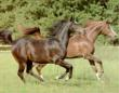 Iconen uit paardenwereld geschokt over faillissement Stal Maathuis in Geesteren.