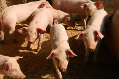 La filière porcine bretonne au bord du gouffre