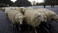 Politici Gelderland in de bres voor bijna-failliete schaapskuddes