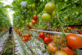 Rabobank: veel tuinders gaan failliet