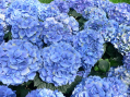 Ruim 550.000 hortensia’s uit faillissement Botensia 15 oktober geveild