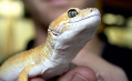 Te koop: 1000 Leeuwarder reptielen