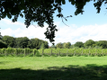 Wageningers redden failliete wijngaard Wageningse Berg